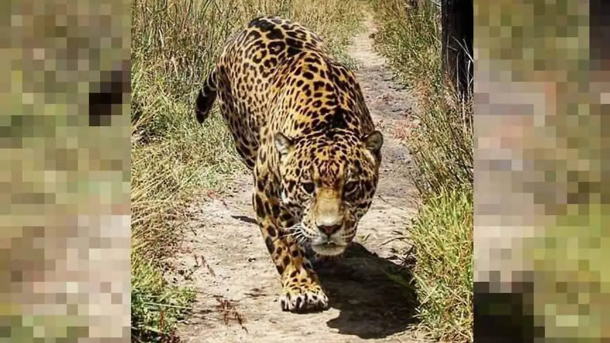 conservacion jaguar